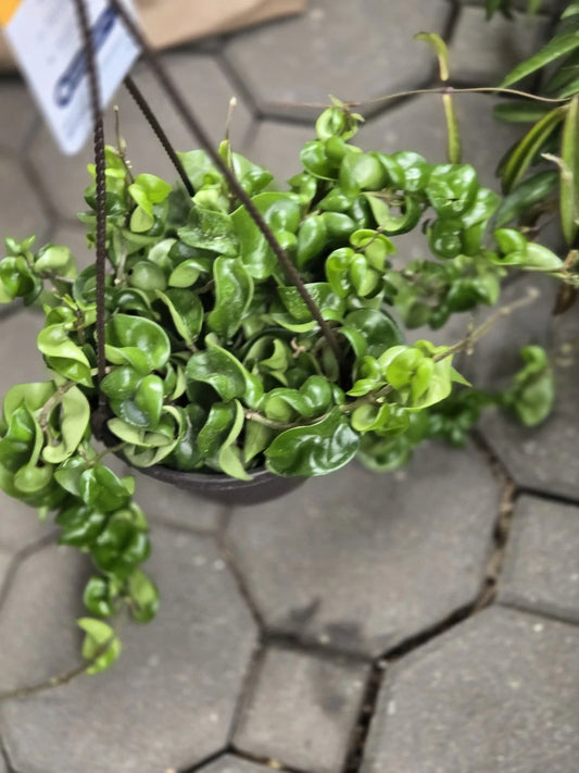 Hoya Hindu Rope Plant Cutting - Wax Plant, Hoya carnosa 'Compacta' - Easy Care Houseplant for Indoor Gardening