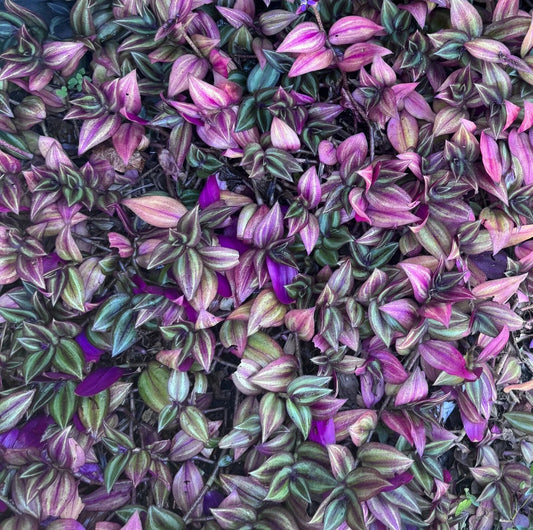 Wandering Jew Plant Cuttings Bundle of 5 - Tradescantia Zebrina - Purple and Green Variegated Houseplant Cuttings