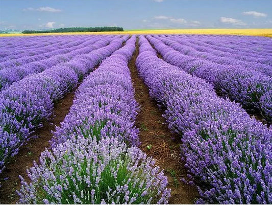 Lavender Vera Seeds - 1000+ Heirloom Seeds - Strong Scent - Medicinal Properties - Lavandula angustifolia