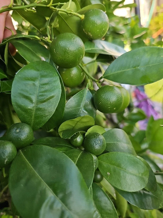 Calamansi Live Plant Seedling- Asian Calamansi Citrus microcarpa - Fresh Indoor/Outdoor Fruit Plant from USA 🇺🇸