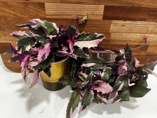 Variegated Purple Passion Plant - Fully Rooted Gynura aurantiaca - Unique Colorful Foliage for Indoor Gardening