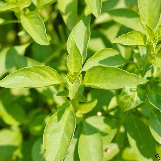 LEMON Basil Seeds - Heirloom Specialty Herb - Non-GMO Citrus Flavor - 200 Seeds - Great for Healing Oils