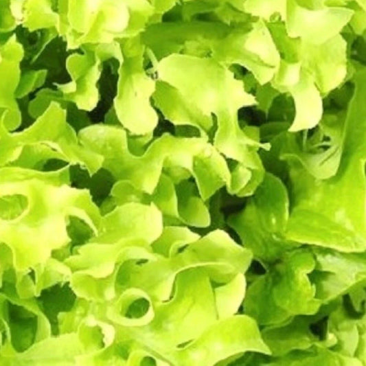 Salad Bowl Lettuce Seeds | NON-GMO Heirloom Seeds | Fresh Garden Variety | Lactuca sativa