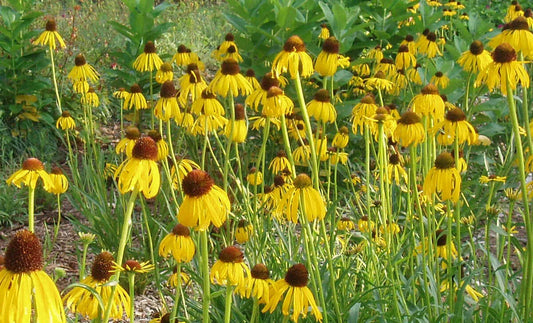 Coneflower Seeds - 300 Seeds - Prairie Likes It Dry Yellow - Echinacea angustifolia - GroCo USA