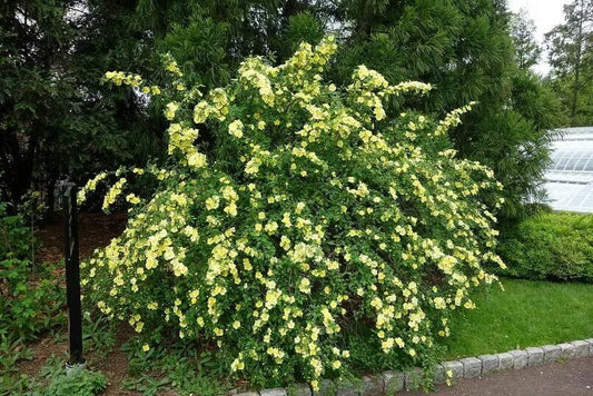 Yellow Manchu Rose Bush Seeds - 50 Seeds for Planting - Rosa xanthina - Hardy Perennial Flowering Plant