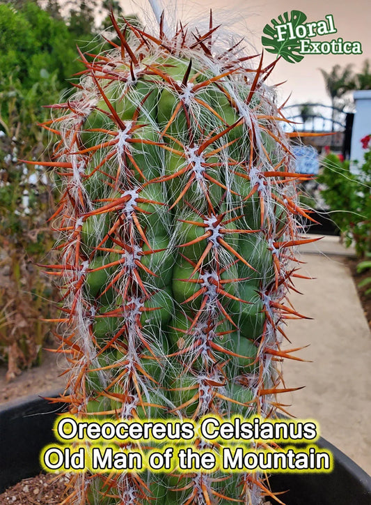 Oreocereus Celsianus Starter Plant - High Color Contrast Cactus - US Shipping