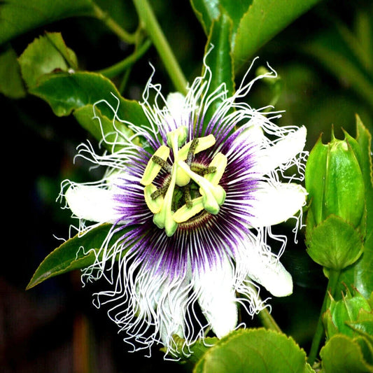 Purple Passion Fruit Flower Seeds - Granadilla Vine - Passiflora edulis - Tropical Garden Plant