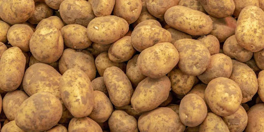 Kennebec Potato Seed Starters 3 lbs - White Skin, Shallow Eyes - Solanum tuberosum - Home Garden, Disease Resistant