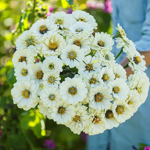 Zinnia Seeds - Polar Bear Double Blooms - All White - Non-GMO - 100 Seeds - Zinnia elegans