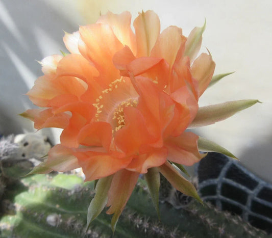 Echinopsis 'Orange Paramount' Cactus Plant - 1 Pup, Vibrant Orange Flowers, Succulent Houseplant, Easy Care Cactus