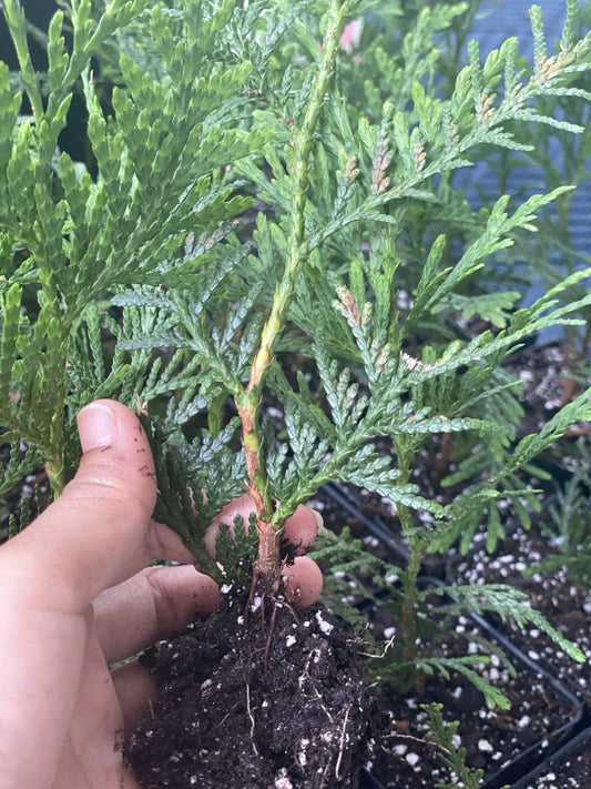 Rooted Starter Plant Green Giant Arborvitae - Thuja - Bare Root, Fast Growing Privacy Tree