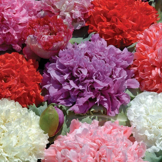Poppy Peony Double Mixed Flower Seeds - Red Pink White Purple, Packets - Papaver somniferum