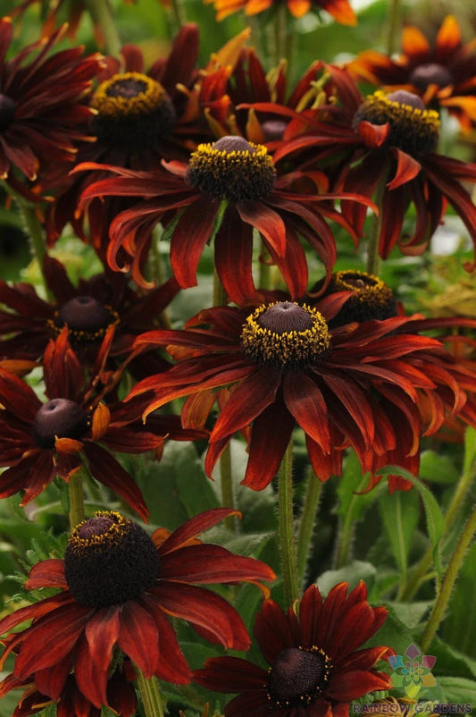 Moreno Rudbeckia Seeds - 200+ Pack for Garden Planting - Black-eyed Susan - Rudbeckia hirta - USA