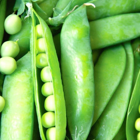 Lincoln Pea Seeds | NON-GMO Heirloom Garden Seeds | Fresh | Pisum sativum