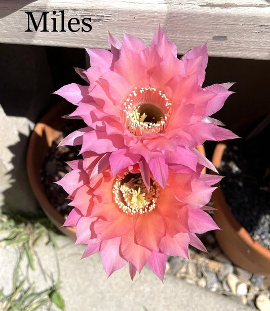 Echinopsis Hybrids Cactus Pups - Rooted Succulents, Colorful Varieties - Perfect Indoor Plant Decor