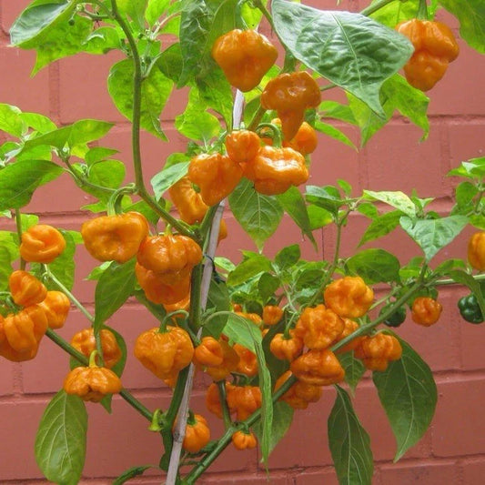 Scotch Bonnet Pepper Seeds - 100 Orange Seeds - Heirloom Non-GMO - Capsicum chinense - USA Grown