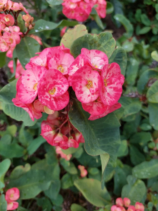 Thai Crown of Thorns Plant - 12" Rooted Milii Euphorbia Corona de Christo Hybrid - Succulent Indoor Flowering Plant
