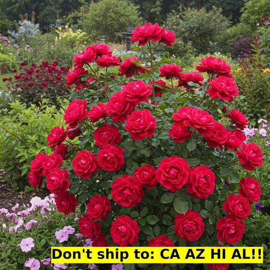 Red Drift Rose Bush 3 Gal Pot | Outdoor Flowering Live Plant | Perfect Gift | Rosa 'Drift'