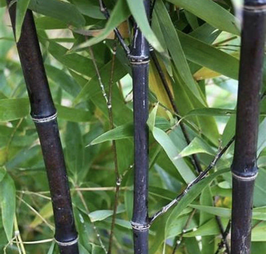 Black Timber Bamboo Rhizome - Phyllostachys Nigra Live Bare Root Plant (5 Pack)