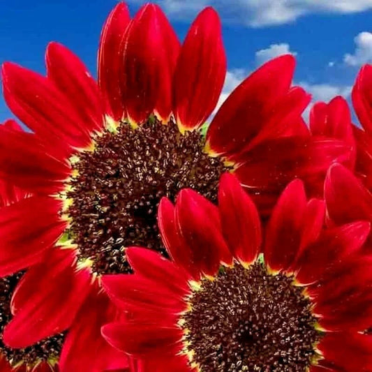 Red Sun Sunflower Seeds - 75+ Non-GMO Heirloom Flower Seeds (Helianthus annuus) - Beautiful Tall Cut Variety