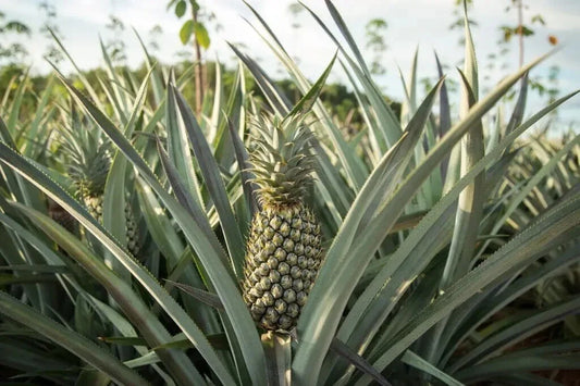 Mordilona Pineapple Seeds - 15+ Pack - Perfect for Garden Planting - Ananas comosus - USA Grown, Free Shipping