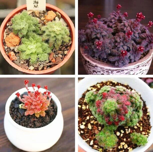 Rare Crassula Seeds 100pcs Pack - Mixed Varieties for Succulent Gardening, Crassula spp.