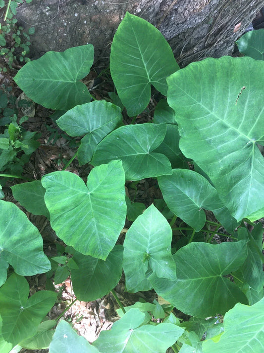 Elephant Ear Bulbs, Ready to Plant, Fast Growing, 2 Pack, Colocasia esculenta