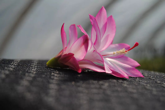 Christmas Cactus Starter Plant - Angel Wings - Schlumbergera Truncata - Healthy Well Rooted Plant