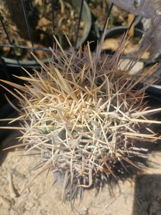E. Xeranthemoides Cactus 6" Pot, Unique Succulent, Easy Care Houseplant, Echinopsis Xeranthemoides