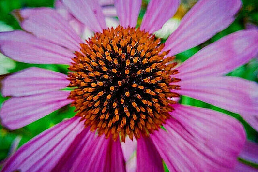 Purple Echinacea Seeds - 100 Count - Coneflower - Large Daisy-Like Flowers - Easy to Grow (Echinacea purpurea)