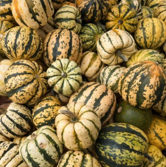 Sweet Dumpling Winter Squash Seeds - Heirloom Non-GMO 30 Seeds - Cucurbita maxima
