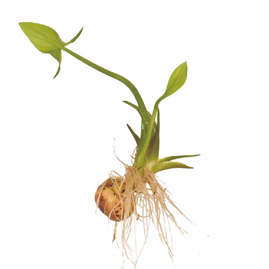 Broadleaf Arrowhead Flower - 100 Seeds - Edible Water Tuber - Sagittaria latifolia