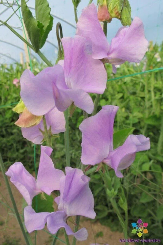 Lavender Sweet Pea Seeds - 50+ Pack - Elegant Flowering Variety - Lathyrus odoratus - Ideal for Garden Planting