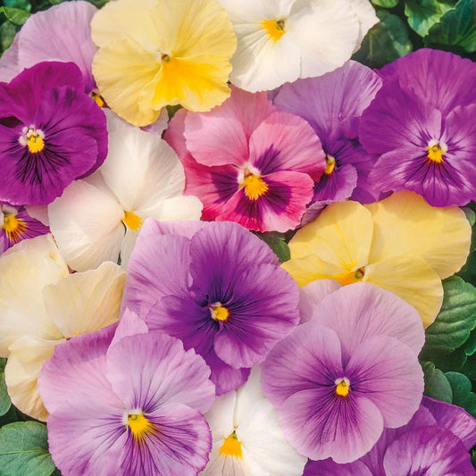 Pansy Seeds Mix Pastels 100+ Non-GMO Edible Cool Weather Plants Viola