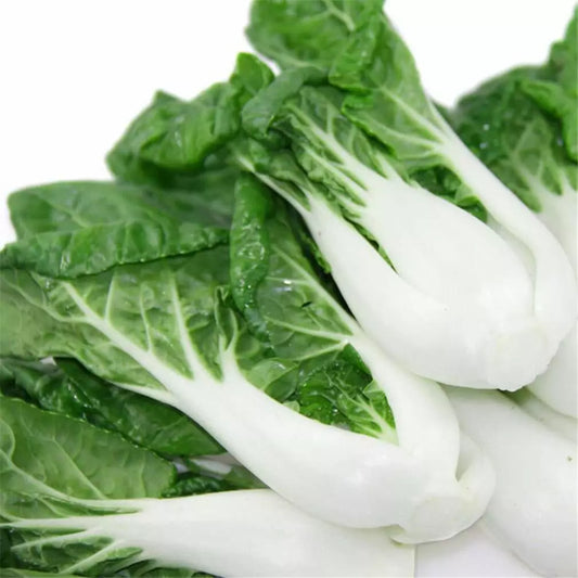 Pak Choi Seeds 300+ Count Non-GMO White Stem Chinese Cabbage Brassica rapa
