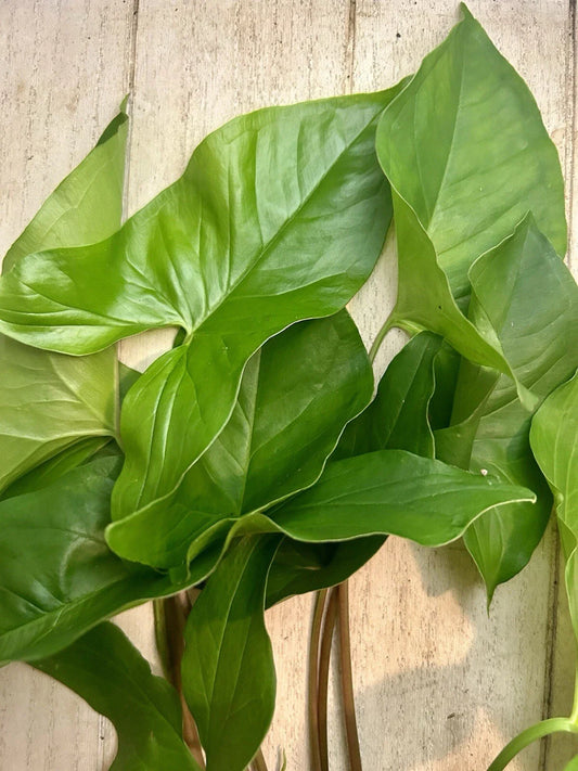 Rooted Plants - 10 Pack Arrowhead Vines - Syngonium Podophyllum