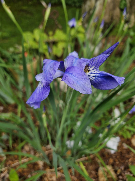 Japanese Iris Plants (2) - Lavender Beauty - Iris ensata