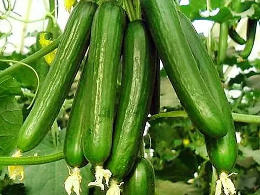 Beit Alpha Cucumber Seeds - 25+ Organic Heirloom Persian Lebanese - Fresh Gardening Seeds - Cucumis sativus
