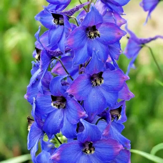 Penstemon Seeds - 200+ Hummingbird Mix - Spring Perennial Beardtongue Flower - Pollinator Friendly (Bees)