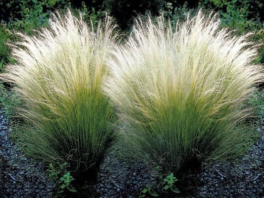 Mexican Feather Grass Live Starter Plant - Nasella tenuissima - Ornamental Grass for Garden and Landscape