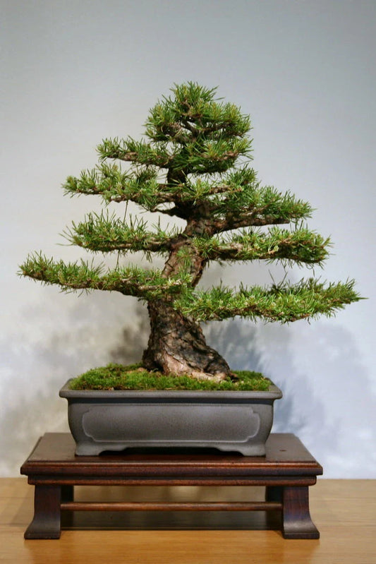 Scotch Pine Seeds, 50 Count, Pinus sylvestris, Conifer Tree Seeds for Planting, Evergreen Pine Seeds