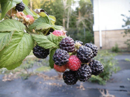 Ohio Treasure Black Raspberry Plant - Everbearing, Non-Dormant, Zones 3-8 - Rubus occidentalis