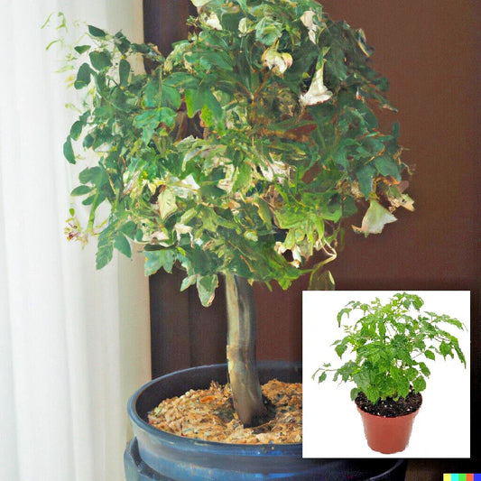 Radermachera sinica Tree Seeds - China Doll - 15 Exotic Indoor Bonsai Plant Seeds - Perfect for Home Gardening