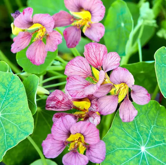 Nasturtium Seeds - Purple Emperor Heirloom Edible Flowers - Non-GMO, 15 Seeds - Great for Gardens and Culinary Use