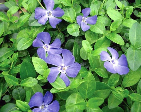 Creeping Myrtle Vinca Vines Ground Cover Plants - 35 Pack - Flowering Shade Variety - Vinca minor