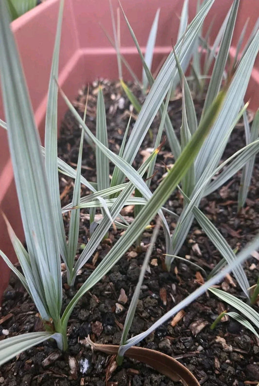 Nannorrhops Ritchiana Live Plant, Silver Mazari Palm, 1 Year Old, Pakistan Origin, Indoor/Outdoor Palm Plant