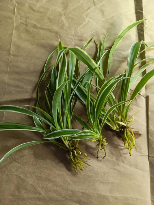 Reverse Variegated Spider Plant Pups - Air Purifying, Easy Care, Fun to Grow - Chlorophytum comosum