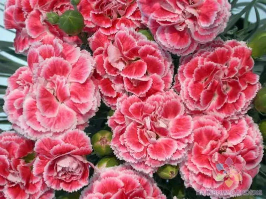 Coral Reef Carnation Seeds - 200+ Count - Garden Planting - Dianthus caryophyllus - USA