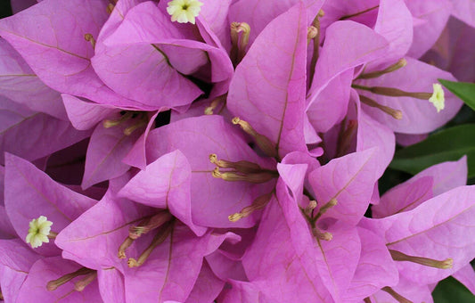 Bougainvillea Starter Plant - Rijnstar Lila Variety - Live Plug Plant - Well Rooted - USA Seller