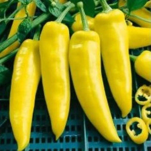 Hungarian Yellow Wax Hot Pepper Seeds - Early Prolific Variety - Capsicum annuum